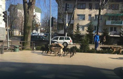 Ženu pas napao na ulici - Avaz