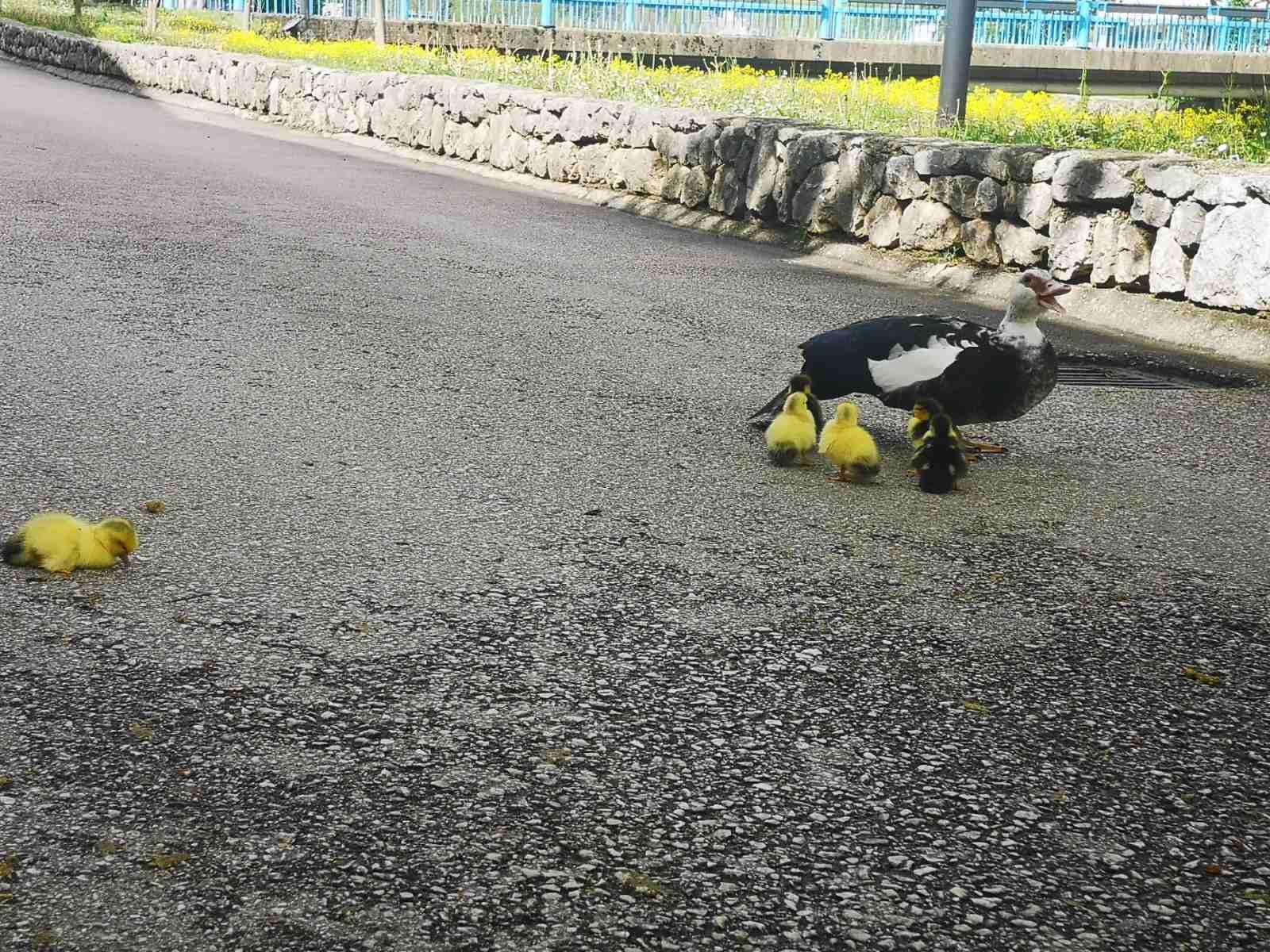 Lijepa slika iz Stoca nakon stravičnog zemljotresa i tragedije