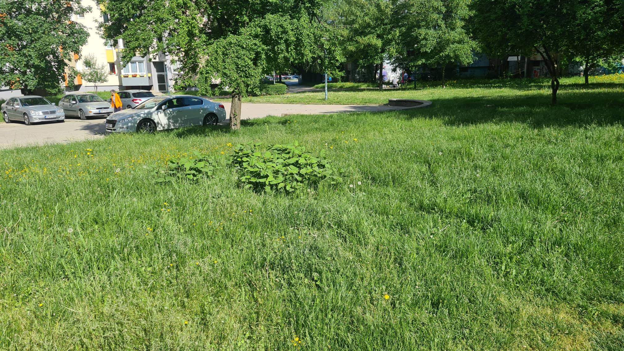 Na Alipašinom Polju bez akcije komunalnih službi - Avaz