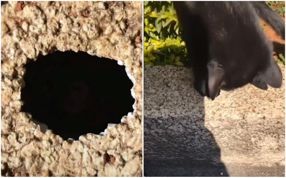 Dijete je ubacilo ključeve u rupu, mačka priskočila u pomoć pa spasila stvar