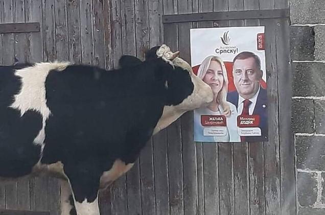 Fotografija postala hit: Krava prišla SNSD-ovom plakatu i dala "poljubac" Cvijanović, Dodiku ništa