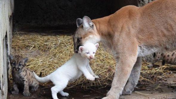 albino puma - Avaz