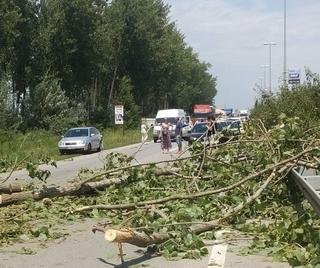 Palo drvo na trafiku: U toku spašavanje radnice