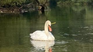 Divljački čin na Vrelu Bosne: Labuda strelicom pogodili u glavu