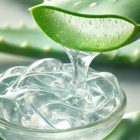 Aloe vera: Ljekovita svojstva čudotvorne biljke