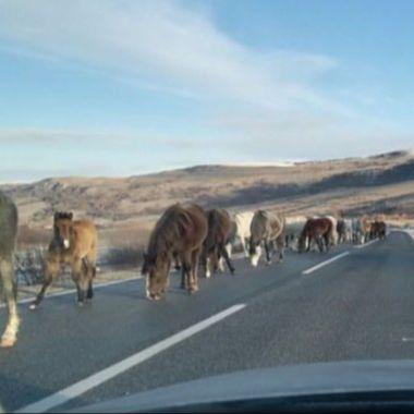 BIHAMK: Upozoravamo na izlazak divljih konja na cestu na dionici Livno-Šuica