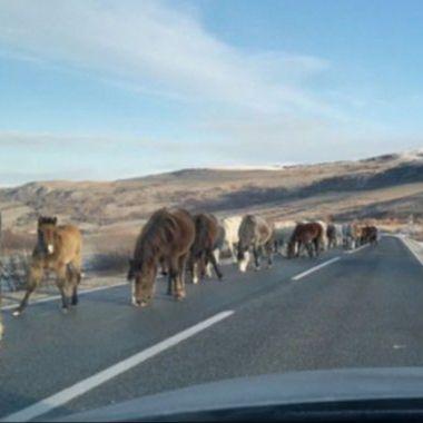 BIHAMK: Upozoravamo na izlazak divljih konja na cestu na dionici Livno-Šuica