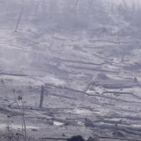 Treći dan borbe s vatrom u Tučepima i Vrsinama: Gori stoljetna šuma dalmatinskog crnog bora u Biokovu