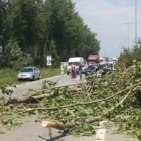 Palo drvo na trafiku: U toku spašavanje radnice