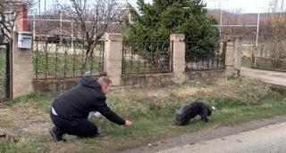 Uplašeni pas lutao selom u Srbiji i tražio hranu: Sada ima novi dom 