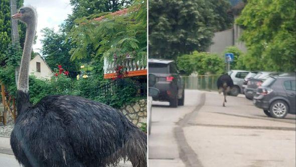 Noj prošetao ulicama Gračanice - Avaz